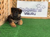 Alman Çoban Köpeği Yavruları
