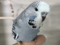 Bebek Muhabbet Kuşları