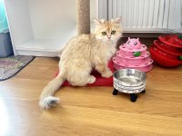SAFKAN PEDİGRELİ BRİTİSH LONGHAİR