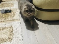 Damızlık scottish fold kısırlaştırılmamıştır