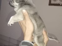 Pug Köpeğimiz İçin Ararsanız Sevinirim