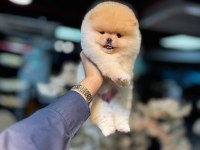 Pomeranian boo pamuk şekeri tadında