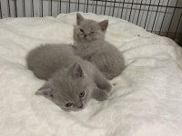 Sütten kesilmiş 2 aylık british shorthair