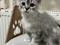 İRAN-RUS KIRMASI YAVRU KEDİMİZ