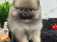 Pamuk şeker köpekler