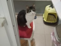 Kısırlaştırılmış tekir yuvasını arıyor