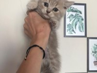 British longhair 4 yavrumuz
