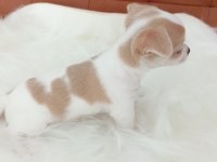 Irk Şampiyonu Babadan SAFKAN Chihuahua