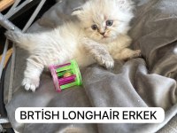 British Longhair Paşam Rezerveye Açılmıştır