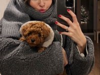 Orijinal toy poodle bebekleri