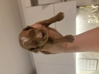 Toy Poodle dişi erkek sütten kesilmesine 2 hafta kaldı