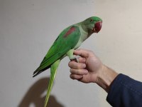 Evcil Alexander (İskender) Papağanı