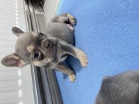 French bulldog yavru köpeklerim
