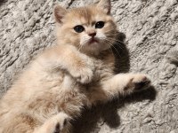 British shorthair golden ay12