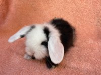 Hollanda teddy lop tavşanı