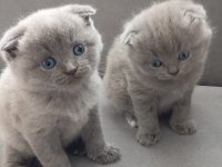 Scottish fold mavi gözlüler
