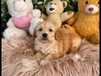 MALTİPOO BEBEKLERİM