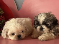 Mini mini shih tzu yavrular sizi bekliyor