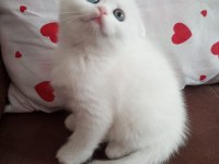 Scottish fold Kleopatramı kim ister