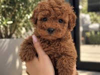 Ailenizin Yeni Üyesi Poodle