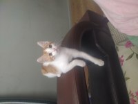 1.5 AYLIK YAVRU KEDİM