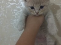 British shorthair kedileri