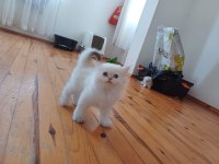 2.5 aylık british longhair kaliteli bebekler