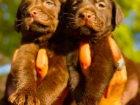 Labrador Redriever Küt Burun Yavrular