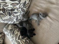35 günlük safkan british shorthair
