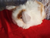 Teddy lop tavşan yavrular mavi göz