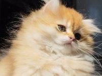 Yeni yuvasını arayan 2 buçuk aylık erkek british longhair