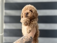 KORE KAN RED POODLE