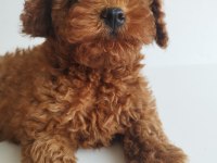 Safkan Red Brown Toy Ve Kore Dişi Poodle Yavrular