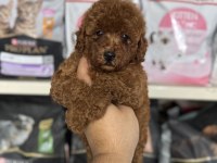 Toy Poodle Red Brown Yavrumuz En Koyusundan