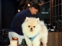 Pablo 6 Aylık Çok Akıllı Çok Zeki Pomeranian