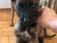 4 Aylık yavru malinois