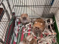 Sağlıklı anne baba garantili dünyalar güzeli pomeranian