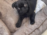 Sahibinden 3 aylık siyah erkek yavru pug