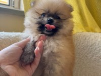 SAĞLIK VE IRK GARANTİLİ POMERANİAN BOO