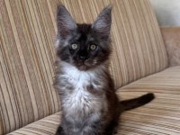 Dev Black Smoke Erkek Maine Coon