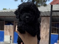 Siyah toypoodle zeytin gözlü şirin yavrular 
