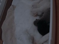 Yavru scottish fold