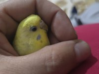Lutino muhabbet kuşumuz için ulaşın