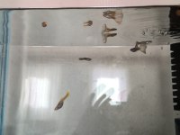 11 ADET YERLİ LEPİSTES UYGUN VERİLECEKTİR