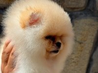 Erkek teacup boy teddy bear pomeranian