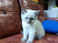 MUHTEŞEM GÜZELLİKTE BLUE POİNT BRİTİSH BEBEKLERİMİZ