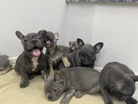 Saf kanlı french bulldog