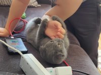 Tatlı kedimiz duman scottish fold