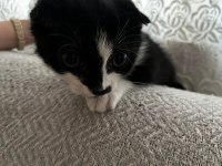 3 aylık yavru scottish fold
