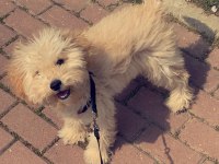 Toy poodle 6 aylık bütün aşıları yapılmış durumda